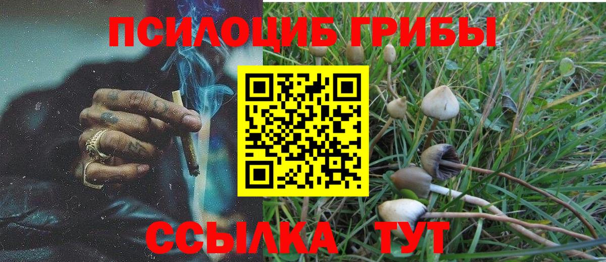 Псилоцибиновые грибы Psilocybine cubensis Ставрополь